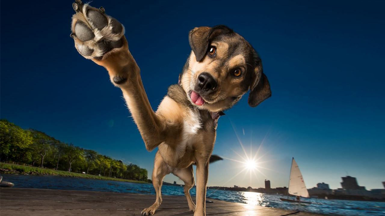 The Inspirational Interview with Professional Dog Photographer Kaylee Greer