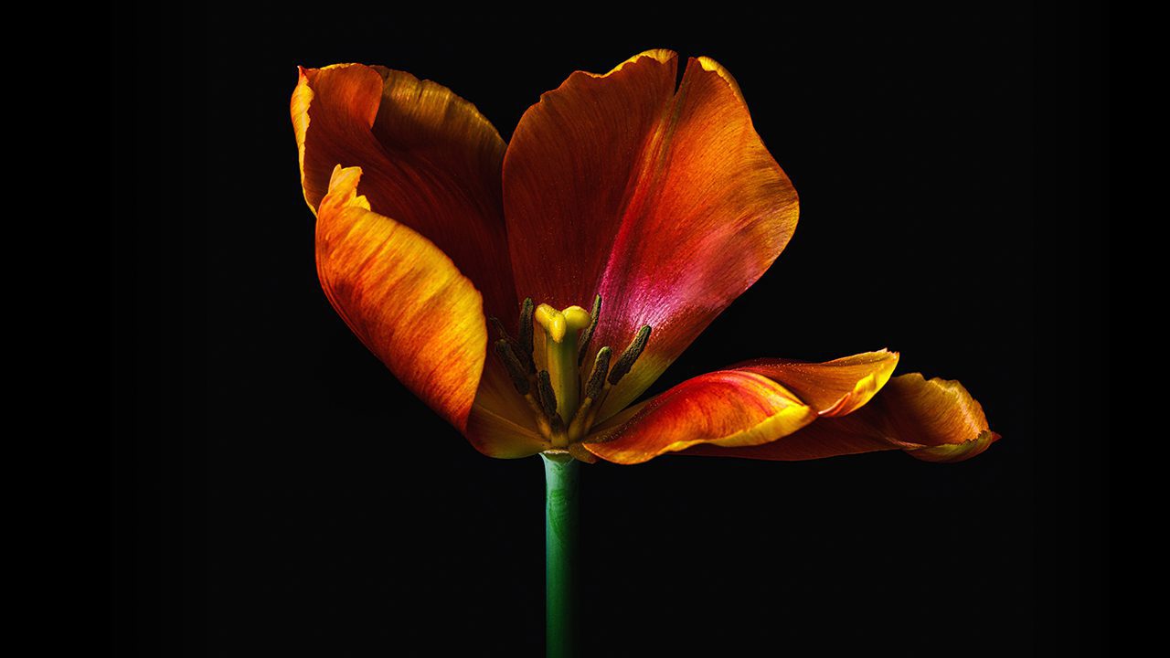 KelbyOne - Creating Breathtaking Floral Images 2 KO AaronWeb MFavilla FloralImages 032118 1280X720