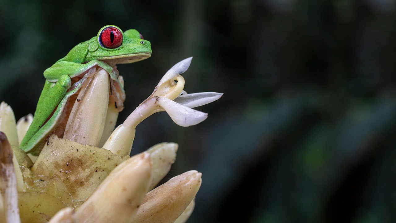 KelbyOne - Uncovering the Magic of the Rainforest: Costa Rica 2