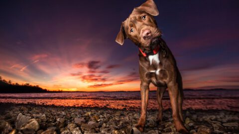 Best Kept Secrets to Amazing Dog Photography