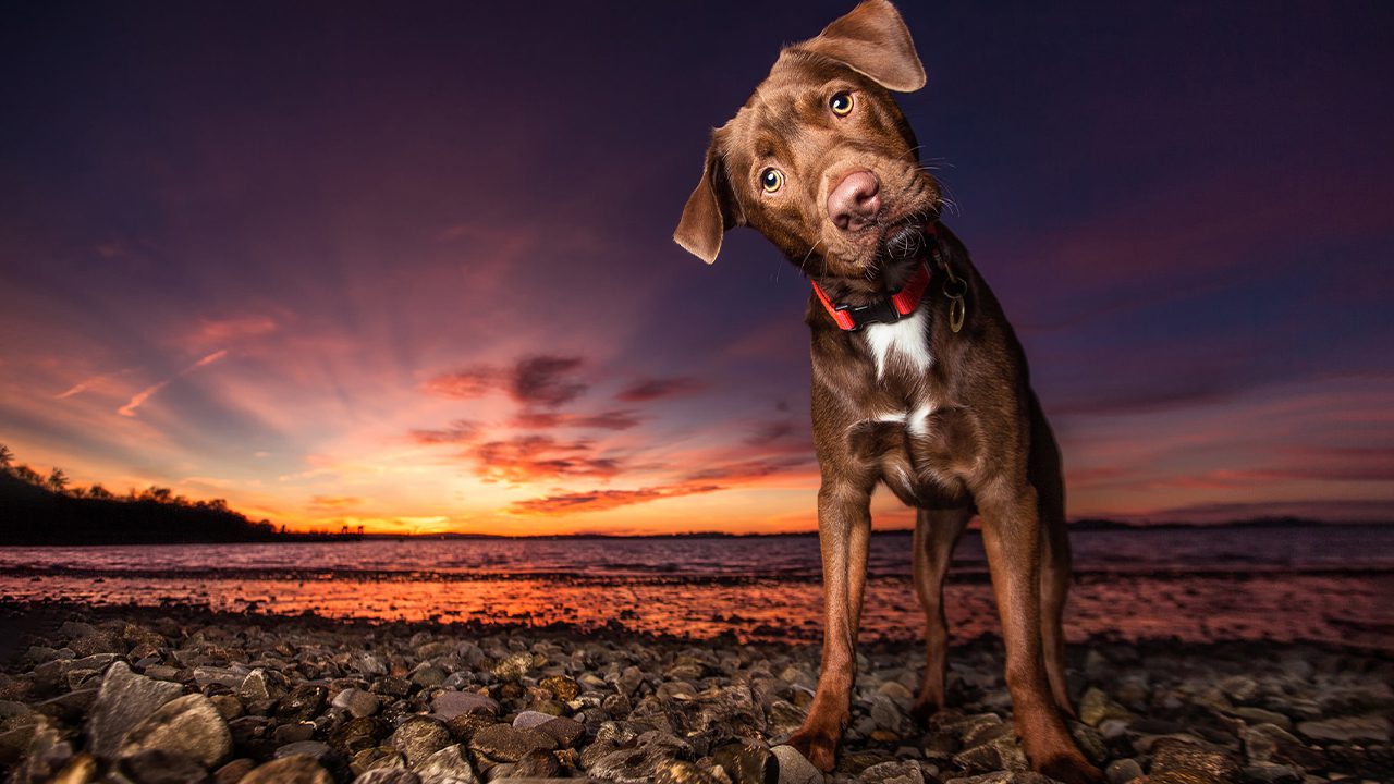 Best Kept Secrets to Amazing Dog Photography