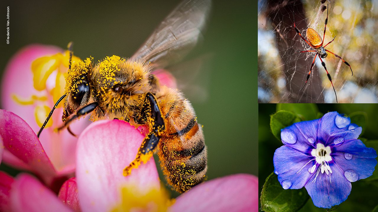KelbyOne - Exploring Macro Photography from Beginning to End 2