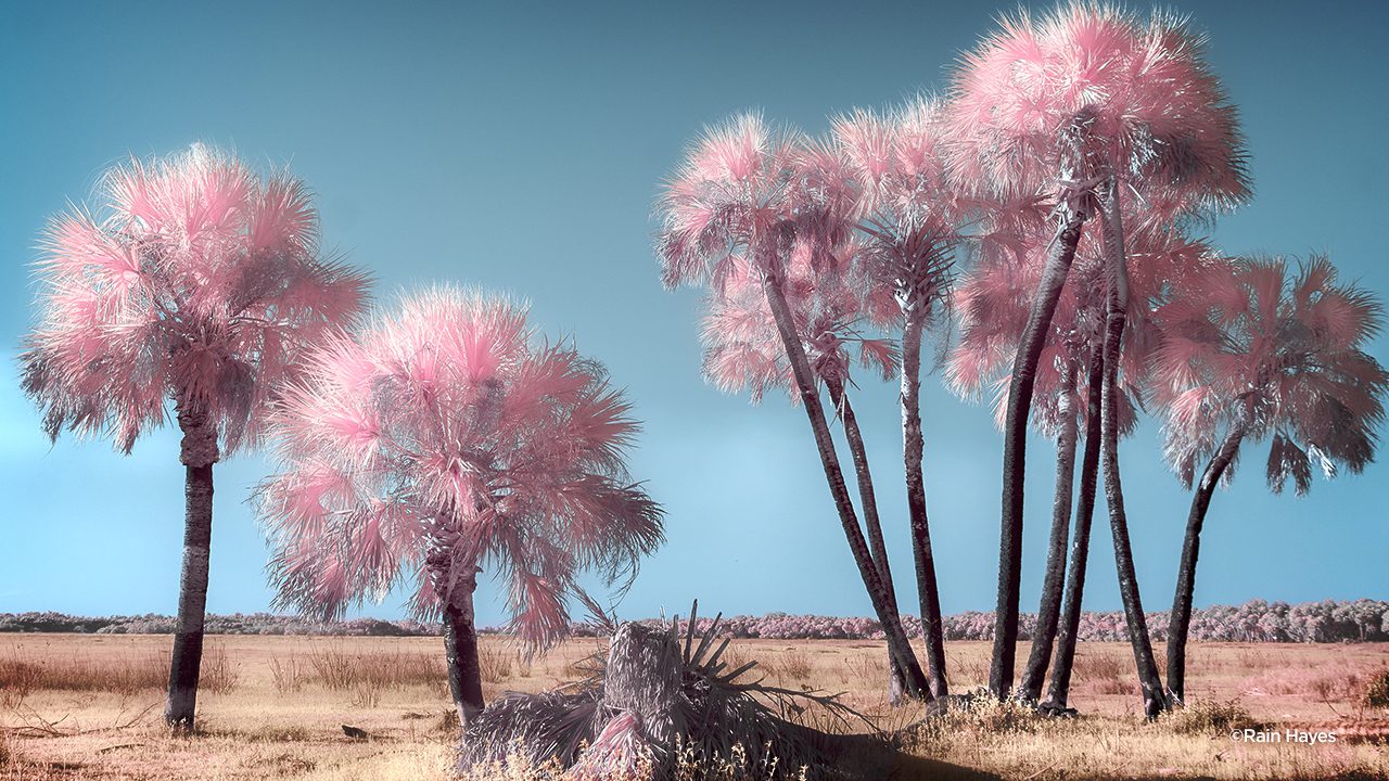 KelbyOne - Explore the Hidden World of Infrared Photography 2