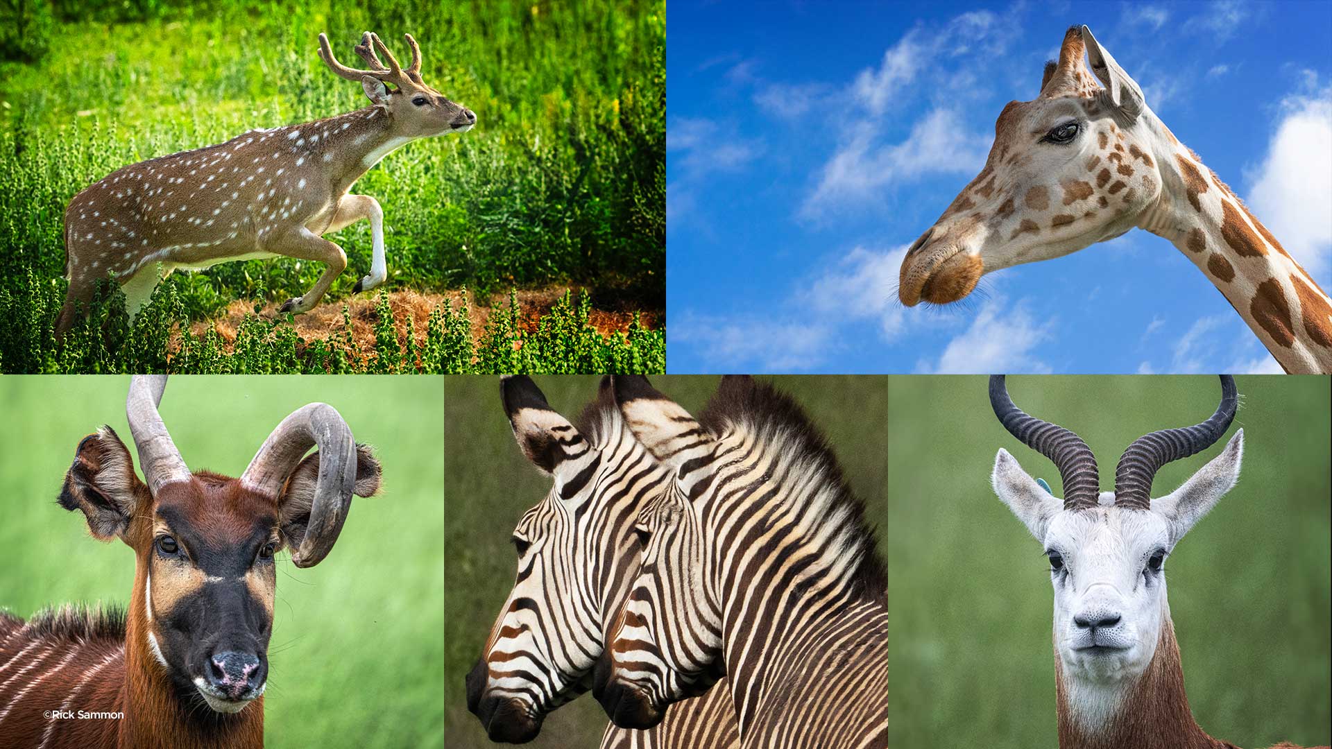 KelbyOne - Safari Photography in a Wildlife Park 2